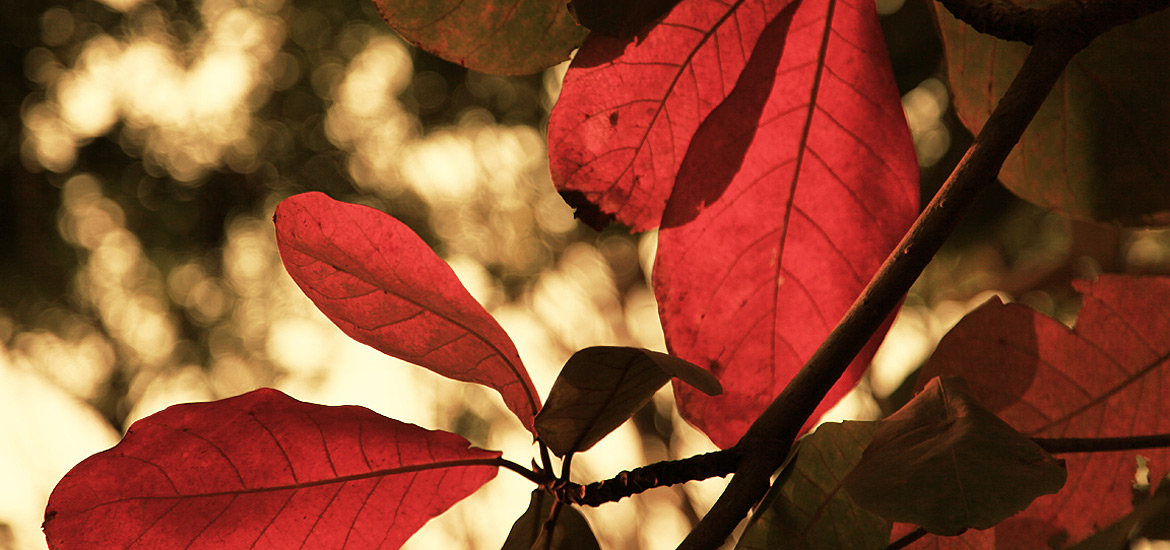 ddos攻击器安卓ios下载